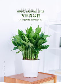 探秘前湾花木出租价格，超划算！