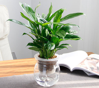 “奉化花卉租摆公司验