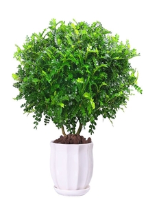 宁波海曙花卉租赁公司